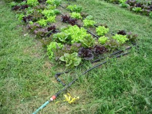 Drip irrigation tape with emitters spaced at 12 in. for lettuce, and with simple garden hose attachment. Photo: C. Miles.