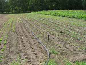 Microsprinkler irrigation. Photo: C. Miles.
