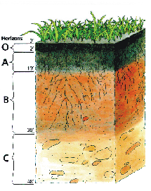 Soil profile. Image source: USDA NRCS:http://www.nrcs.usda.gov/wps/portal/nrcs/detail/soils/survey/office/ssr7/tr/?cid=nrcs142p2_047970 