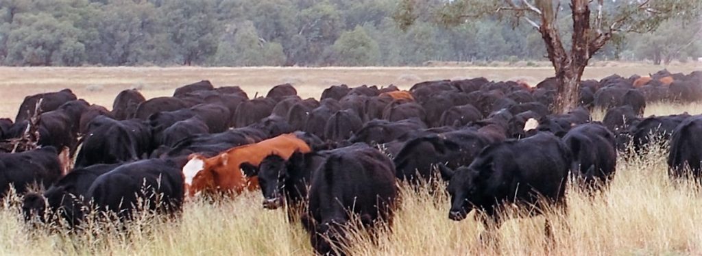 Beef cattle grazing in intensive range pasture