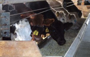 Beef cattle eating grain in trough