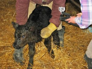 Ear tagging newborn calf