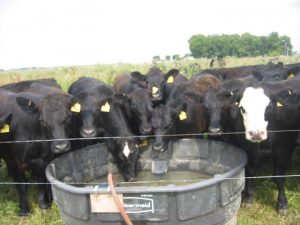 Cattle at water trough